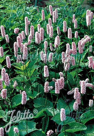 POLYGONUM bistorta, Hadovník väčší cca.20 semien